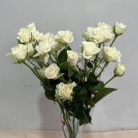 دسته گل رز مینیاتوری طیف رنگ سفید