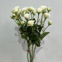 دسته گل رز مینیاتوری طیف رنگ سفید