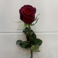 رز هلندی قرمز