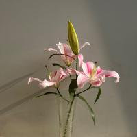 شاخه گل لیلیوم اوریانتال طیف رنگ صورتی 