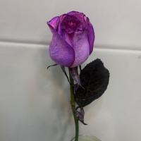 رز هلندی بنفش