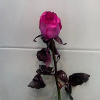 رز هلندی صورتی