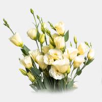 دسته گل لیسینتیوس نباتی