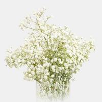 دسته گل عروس هلندی سفید