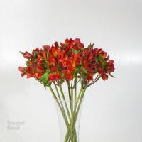 دسته گل آلسترومریا قرمز فوق ممتاز دسته درشت