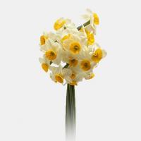 دسته گل نرگس