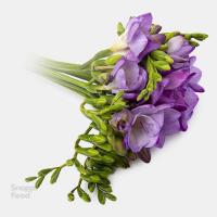 دسته گل فرزیا بنفش