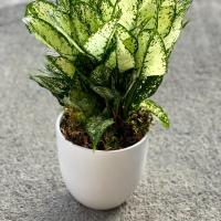 گلدان آگلونما برفی