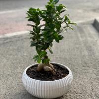 گلدان بونسای