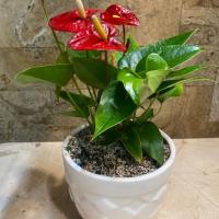 گلدان آنتوریوم مینیاتوری