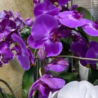 گلدان ارکیده سفید