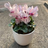 گلدان سیکلمه