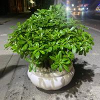 گلدان بونسای میخک هندی