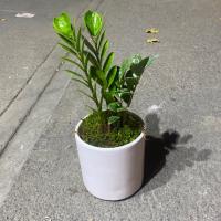 گلدان زاموفیلیا