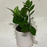 گلدان زاموفیلیا کوچک