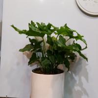 گلدان برگ انجیری