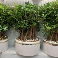 گلدان بن سای میخک سایز متوسط