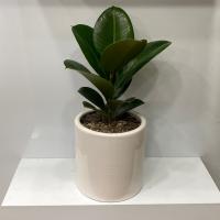 گلدان فیکوس