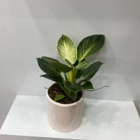 گلدان فیلودندرون برکین