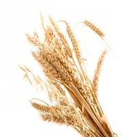 گندم خوشه ای