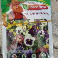 تخم گل بنفشه