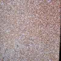 تخم ارزن درشت