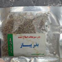 بذر پیاز اصلاح شده
