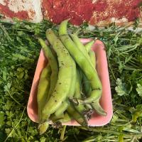 باقالی