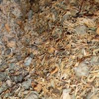 گل همیشه بهار 