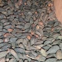 دانه هلیله سیاه 