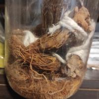 جنسینگ قرمز 