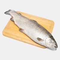 ماهی سالمون