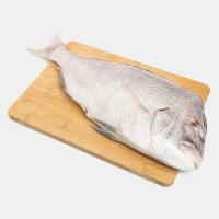 ماهی شانک