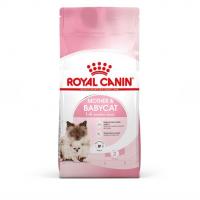 غذای خشک مادر اند بیبی گربه رویال کنین(فله ای)