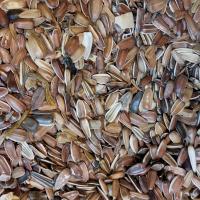 تخمه آفتابگردان قرمز