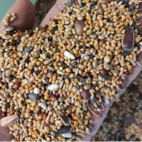 دان پرندگان زینتی هفت تخم (1کیلو کرم فله ای)