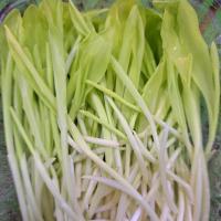 میکرو گرین ذرت