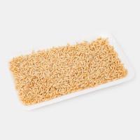 جوانه یونجه