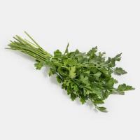 سبزی گشنیز 