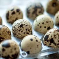 تخم بلدرچین