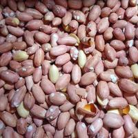 پسته شام آستان گیلان