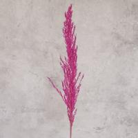 گل خشک پامپاس صورتی