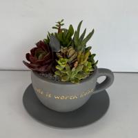 کاکتوس فنجانی (رنگ بندی متغیر)
