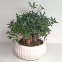 گلدان بنسای پیت اسپروم سایز پلاس