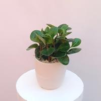 گلدان برگ قاشقی