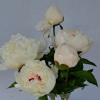 شاخه گل پیونی سفید