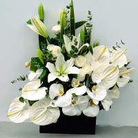 باکس گل شباهنگ