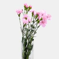 دسته گل میخک صورتی - گل فروشی شهر گل (شعبه ی مرکزی)