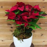 گلدان بنت قنسول (گل کریسمس)