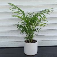 گلدان شامادورا